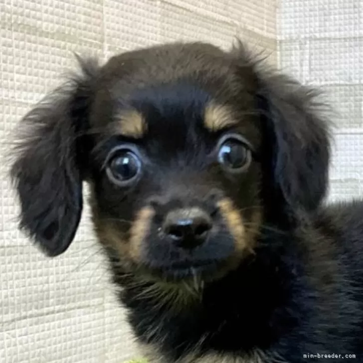 T.K 様のお迎えした子犬