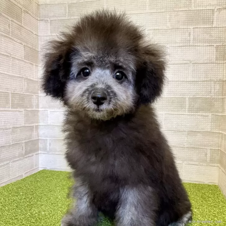 ID：2410-03085の子犬