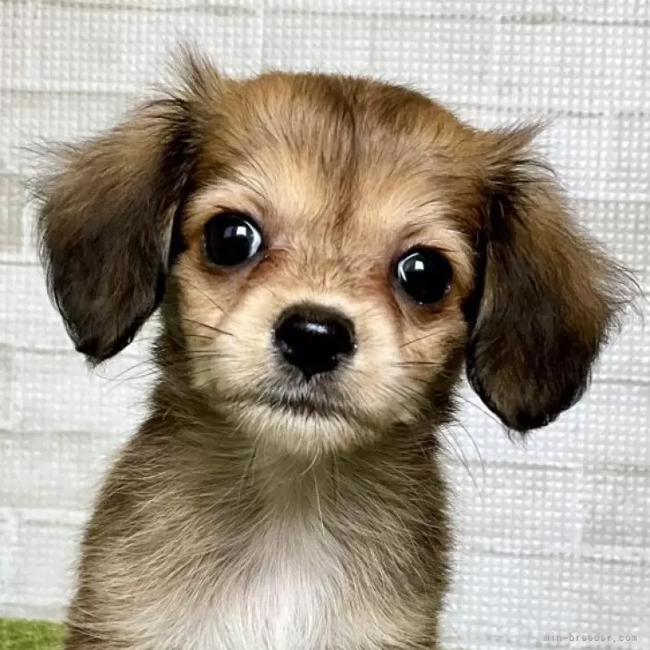ももママ 様のお迎えした子犬