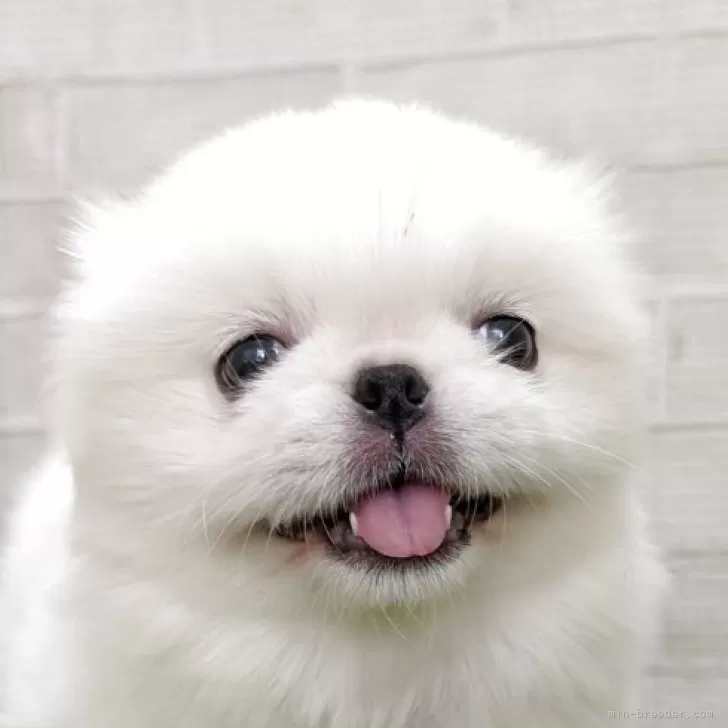 T.S 様のお迎えした子犬