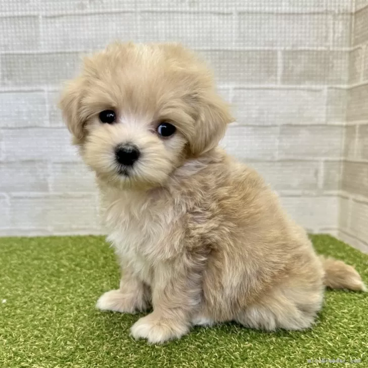 ID:2412-03717の子犬