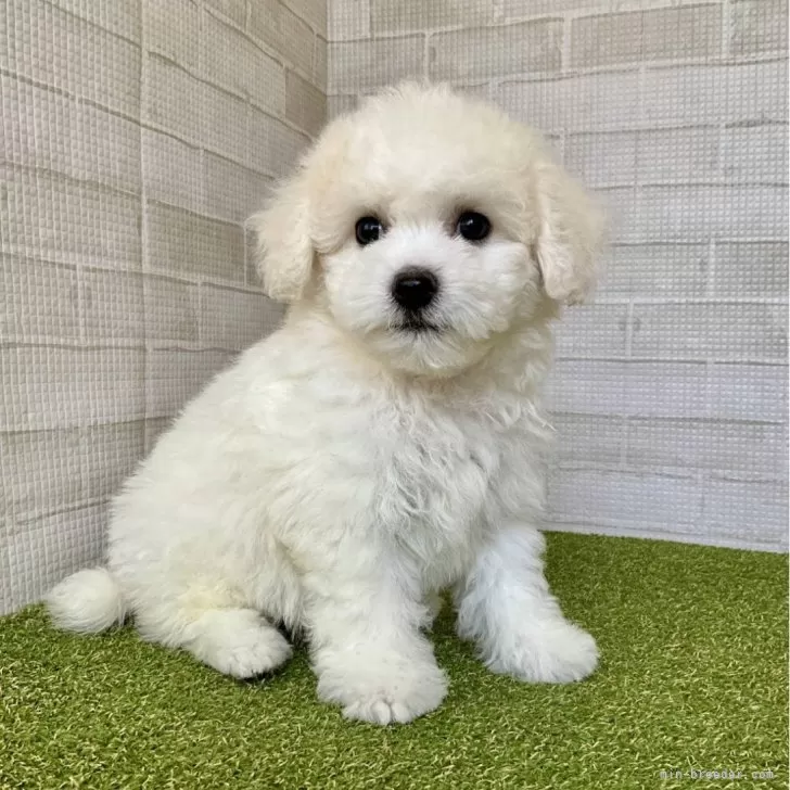 ID:2502-03575の子犬