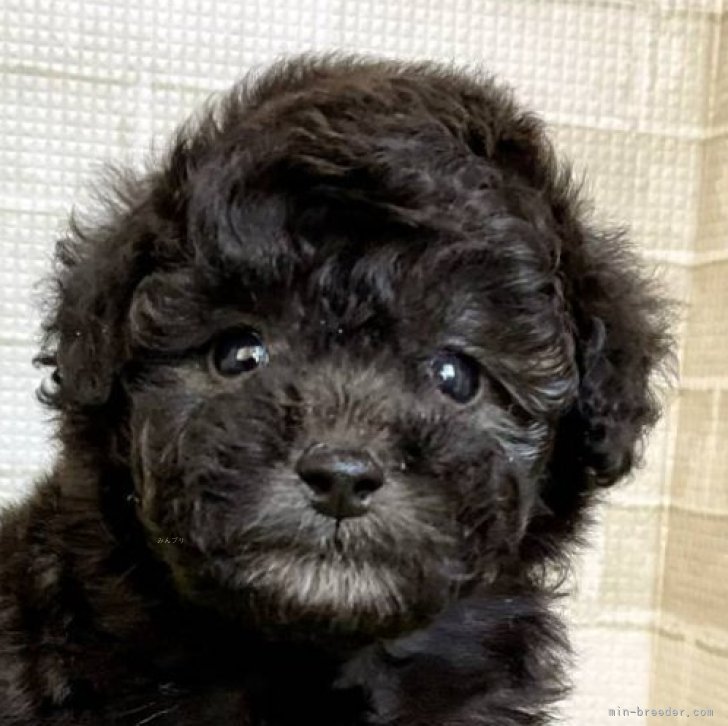 ブリーダー画像