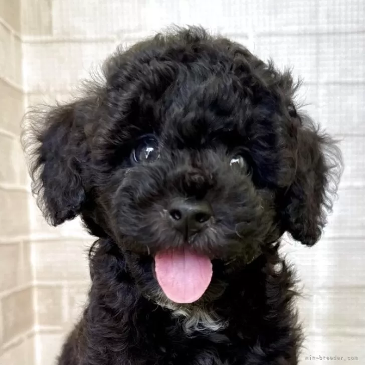 ID:2504-03768の子犬
