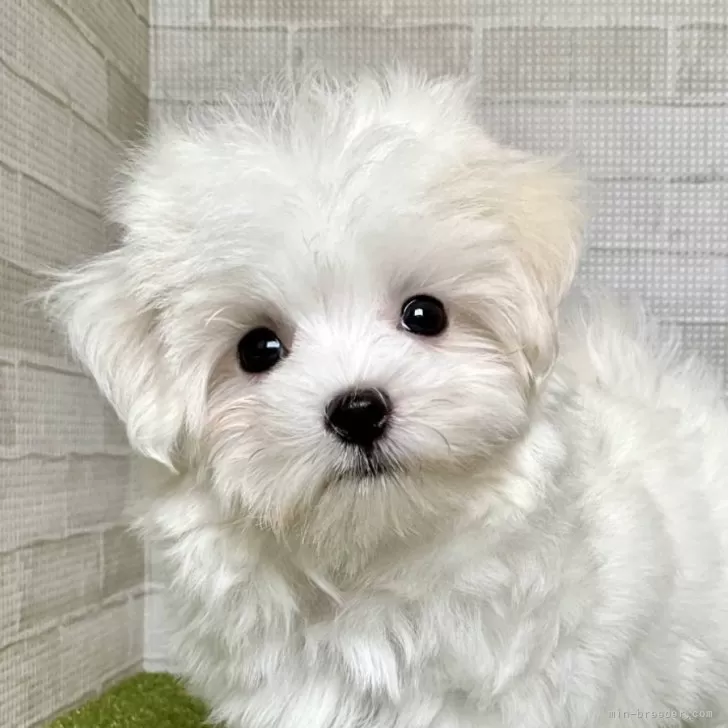 ID:2505-03233の子犬