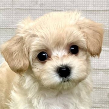 マルプー(トイプードル×マルチーズ)【熊本県・男の子・2025年7月12日・アプリコット】の写真「ベビーフェイスのおっとりくん」
