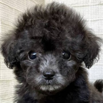 トイプードル(ティーカップ)【熊本県・男の子・2025年11月1日・シルバー】の写真「人間大好きとっても甘えん坊」