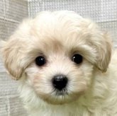 マルプー(マルチーズ×トイプードル)