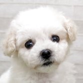 ビションフリーゼ