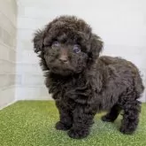 トイプードル(トイ)【熊本県・女の子・2025年1月4日・ブラウン】の写真1