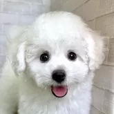 ビションフリーゼ【熊本県・女の子・2025年3月14日・ホワイト】の写真1