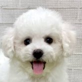 ビションフリーゼ