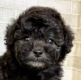 トイプードル(タイニー)