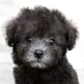 ティーカッププードル