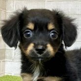 チワックス(チワワ×ダックスフンド)