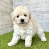 トイプードル(トイ)【熊本県・男の子・2025年10月28日・クリーム】の写真2