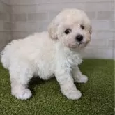 タイニープードル【熊本県・女の子・2025年9月12日・クリーム】の写真2