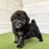 タイニープードル【熊本県・女の子・2025年10月28日・シルバー】の写真3