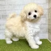 トイプードル(トイ)【熊本県・女の子・2025年3月24日・クリーム】の写真4