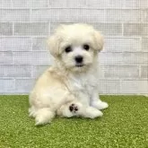 マルプー(トイプードル×マルチーズ)【熊本県・男の子・2024年10月26日・クリーム】の写真4