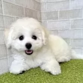 ビションフリーゼ【熊本県・女の子・2025年3月14日・ホワイト】の写真5