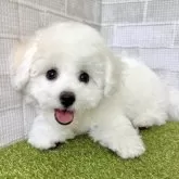 ビションフリーゼ【熊本県・女の子・2025年3月14日・ホワイト】の写真6