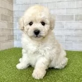トイプードル(トイ)【熊本県・男の子・2025年10月28日・クリーム】の写真6