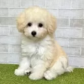 トイプードル(トイ)【熊本県・女の子・2025年3月24日・クリーム】の写真7