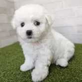 ビションフリーゼ【熊本県・女の子・2025年9月28日・ホワイト】の写真8