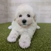 タイニープードル【熊本県・女の子・2025年9月12日・クリーム】の写真8