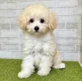 トイプードル(トイ)【熊本県・女の子・2025年3月24日・クリーム】の写真8