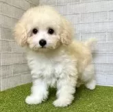 トイプードル(トイ)【熊本県・女の子・2025年3月24日・クリーム】の写真9