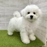 ビションフリーゼ【熊本県・男の子・2025年9月28日・ホワイト】の写真9