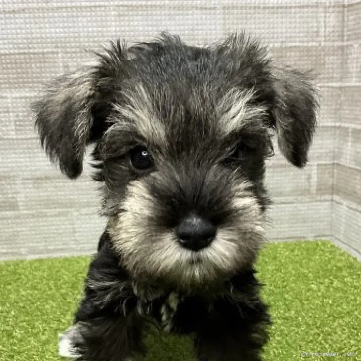 ID:2212-04486の子犬