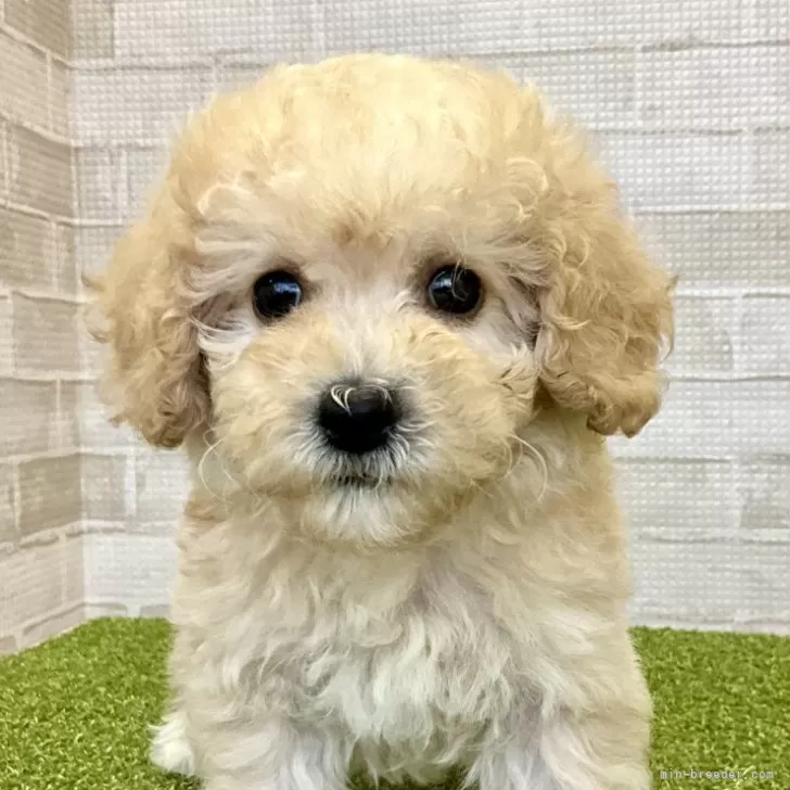 ID:2402-00487の子犬