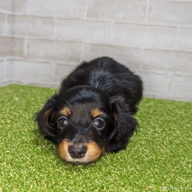 ID:2212-02645の子犬