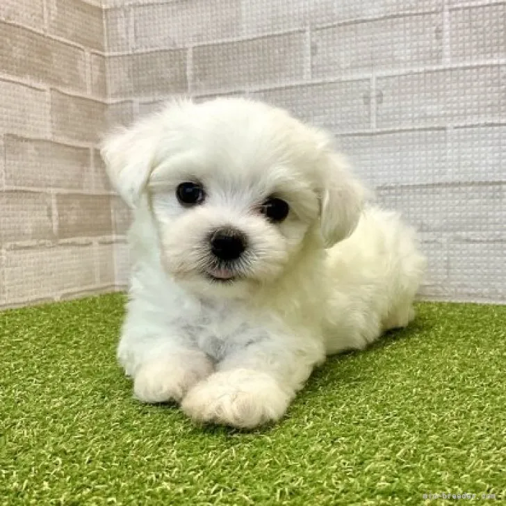 ID：2308-05494の子犬