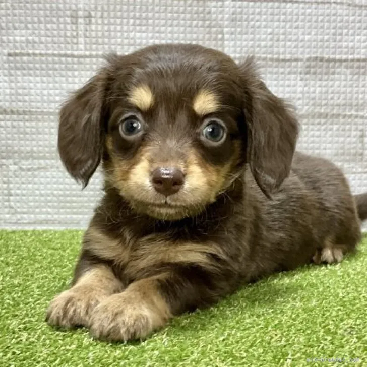 ID:2301-04608の子犬