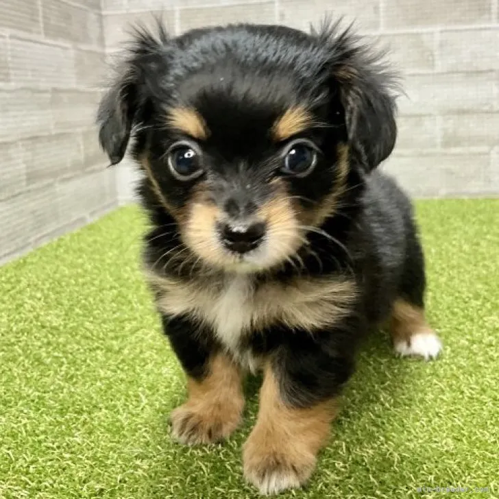 ID:2303-01373の子犬