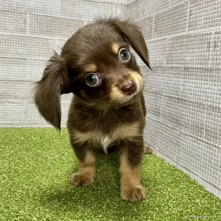 Y.H 様のお迎えした子犬