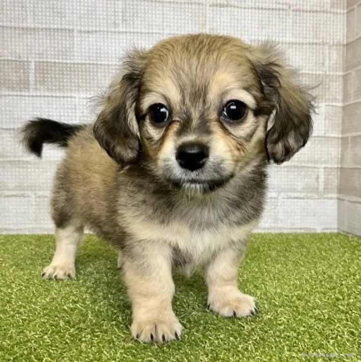 ID：2305-00587の子犬