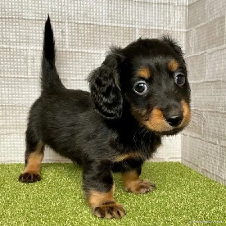 ID:2306-03135の子犬