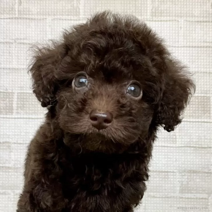 あんこの新米ママ 様のお迎えした子犬