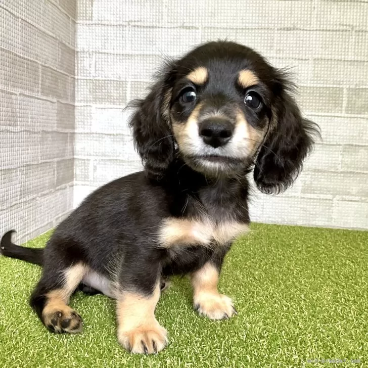 ID:2410-00872の子犬