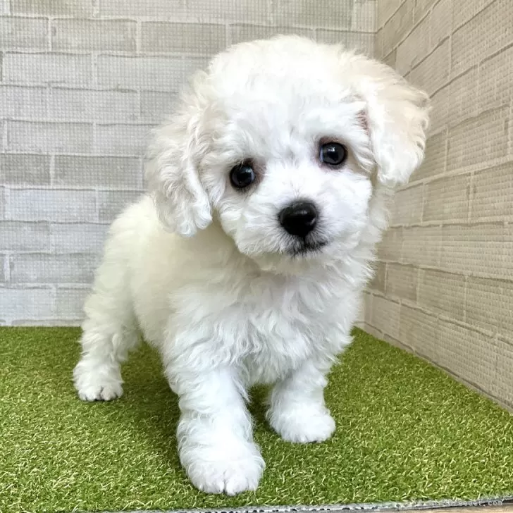 ID：2409-07567の子犬