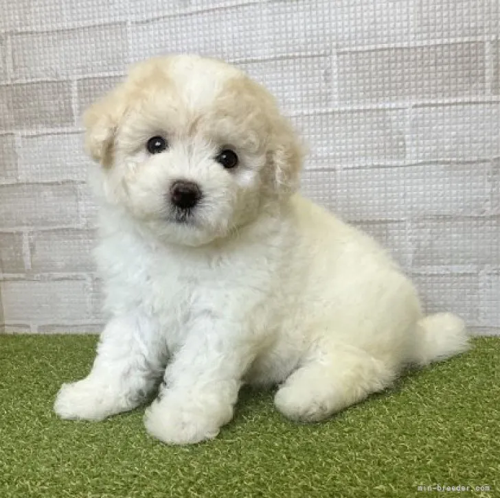 ID：2307-01843の子犬