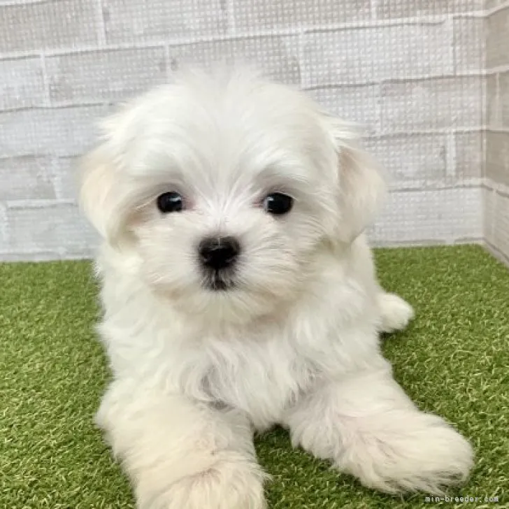 Yちゃん 様のお迎えした子犬