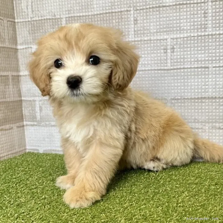 ID:2304-00160の子犬