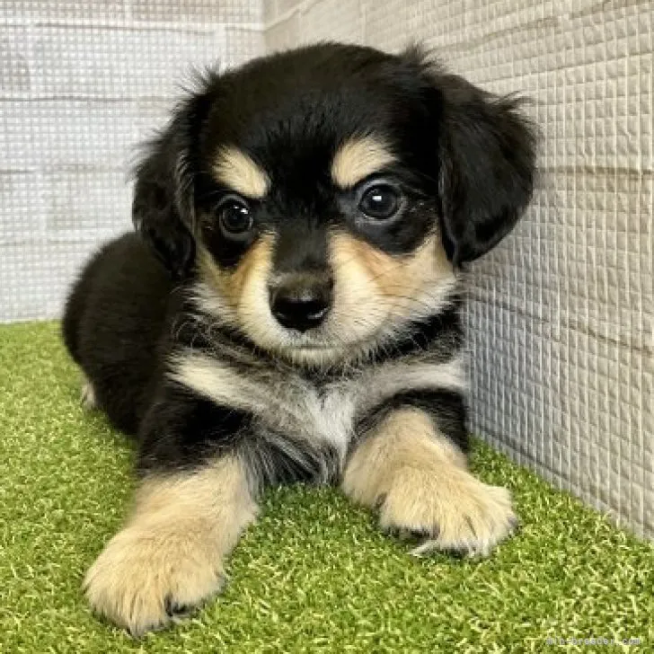 R.F 様のお迎えした子犬