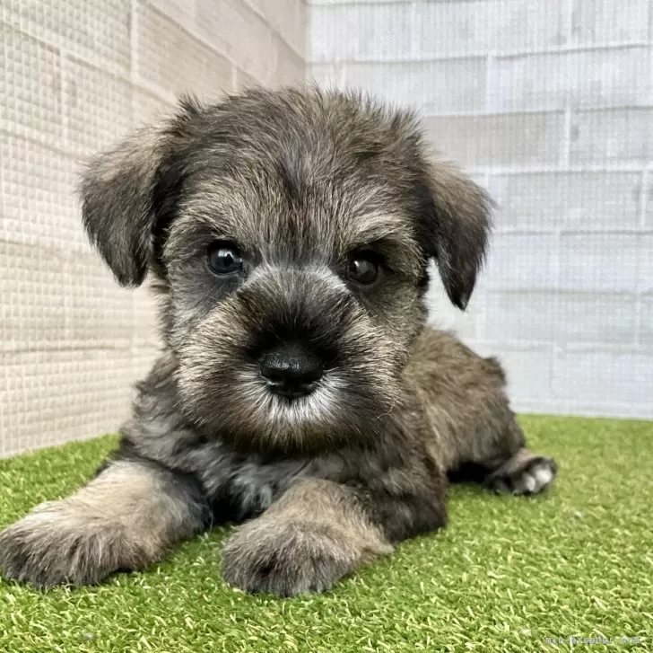 ID：2409-04168の子犬